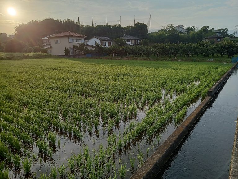 太陽と田園の画像